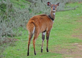 bushbuck